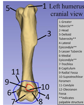 <p>Radial Fossa</p>