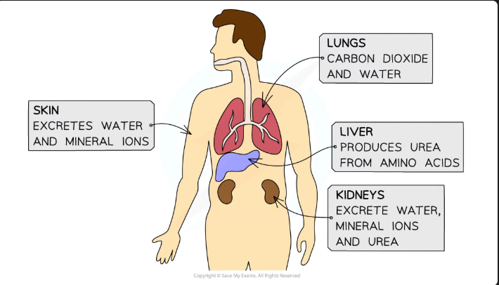 <ul><li><p>Waste products excreted by <strong>animals</strong> include:</p><ul><li><p><strong>Carbon dioxide</strong> from <strong>respiration</strong></p></li><li><p><strong>Water</strong> from <strong>respiration</strong> and other chemical reactions</p></li><li><p><strong>Urea</strong> which contains<strong> nitrogen</strong> resulting from the breakdown of <strong>proteins</strong></p></li></ul></li></ul><p></p>