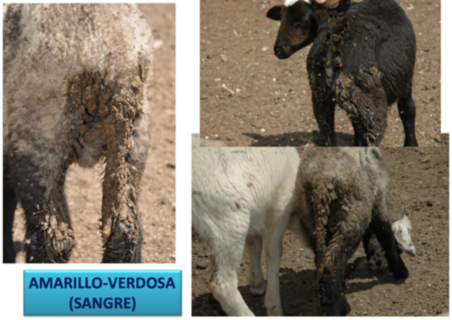 <p>- diarrea amarillo-verdosa-sanguinolenta</p><p>- debilidad, apatía</p><p>- dolor abdominal</p><p>- ↓ apetito, ↓ peso</p><p>- tercio posterior manchado</p><p>- miasis secundarias</p>