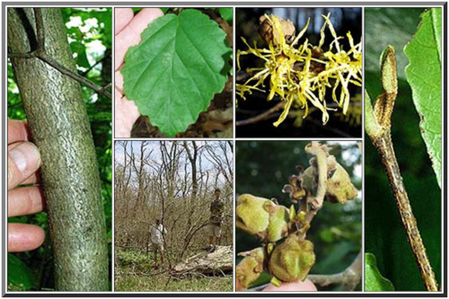 <p>A very small deciduous tree, often with multiple trunks stemming from the base; the leaves are oval</p>