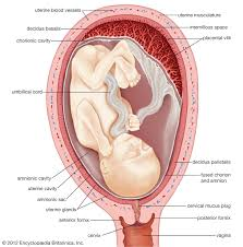 <p><strong>fetus is growing </strong></p>