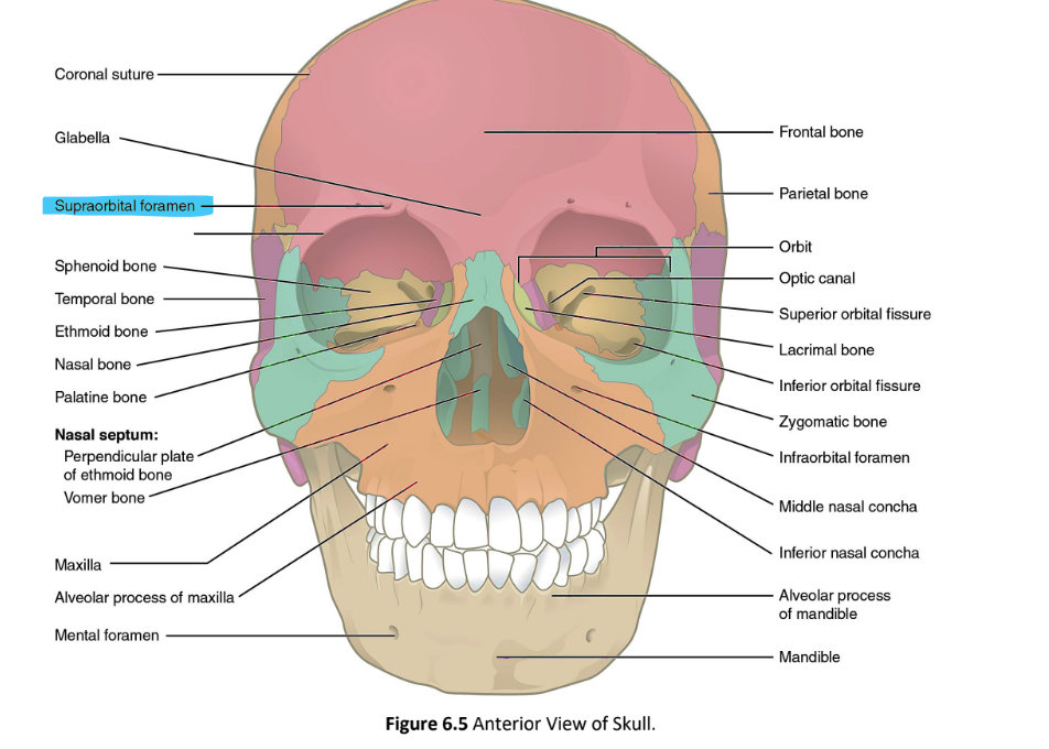 <p>supraorbital foramen</p>