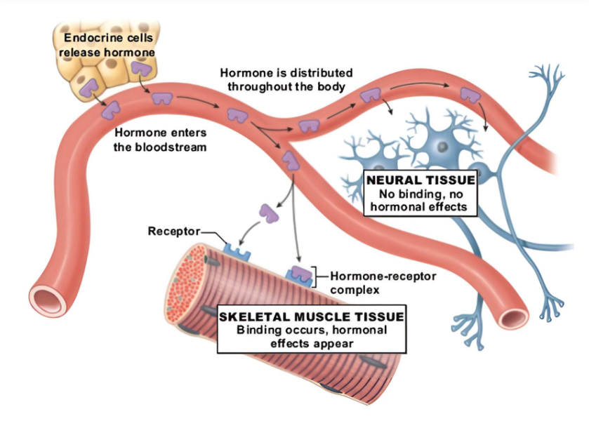 <p><span>An </span><strong>endocrine gland</strong><span> is a group of specialized cells that synthesize, store, and release a very special chemical into the blood. &nbsp;This chemical is called a </span><strong>hormone</strong><span>. &nbsp;The hormone is released into the bloodstream and circulates throughout the body to specific target cells that have receptors for the hormone. &nbsp;The hormone will then have its effect on the target cell and can either stimulate or inhibit the activity of the cell. &nbsp;We can see this in the image below where endocrine cell release hormones in the blood stream, but they bypass neuronal tissue because the neurons do not have the right receptor to bind the hormones. &nbsp;Alternatively, the skeletal muscle tissue does express the right receptor and the hormone is able to bind to that tissue.&nbsp;&nbsp;</span></p>