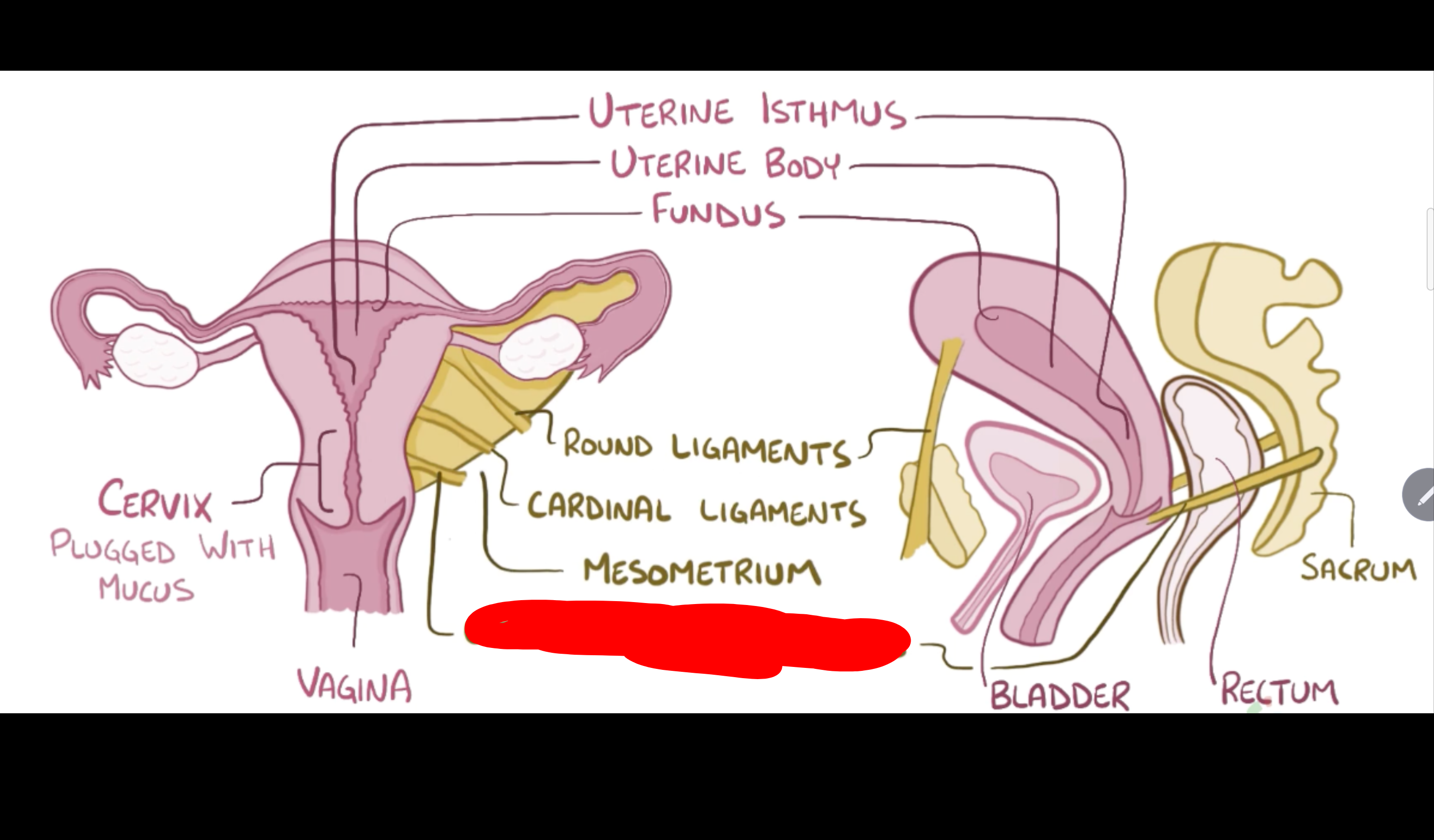 <p>Name the structure in red</p>