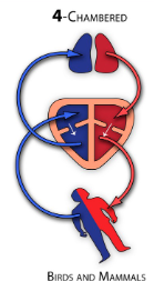 <p>oxygenated + deoxygenated blood don’t mix</p>