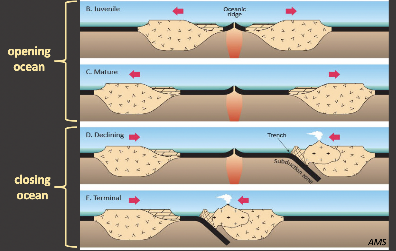 <ul><li><p>from u of t grad</p></li><li><p>cycle of the ocean opening and closing was proposed by him</p></li><li><p>this cemented the idea of plate tectonics in the broader scientific community</p></li></ul>