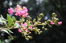 <p><span>Deciduous shrub or small tree with oval green leaves that turn red or orange in fall, large clusters of pink, red, white, or purple flowers, and smooth, peeling bark. Used ornamentally.</span></p>