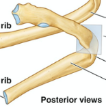 <p><span>A typical rib is a long, twisted, flat bone having a superior border and an inferior border</span></p>