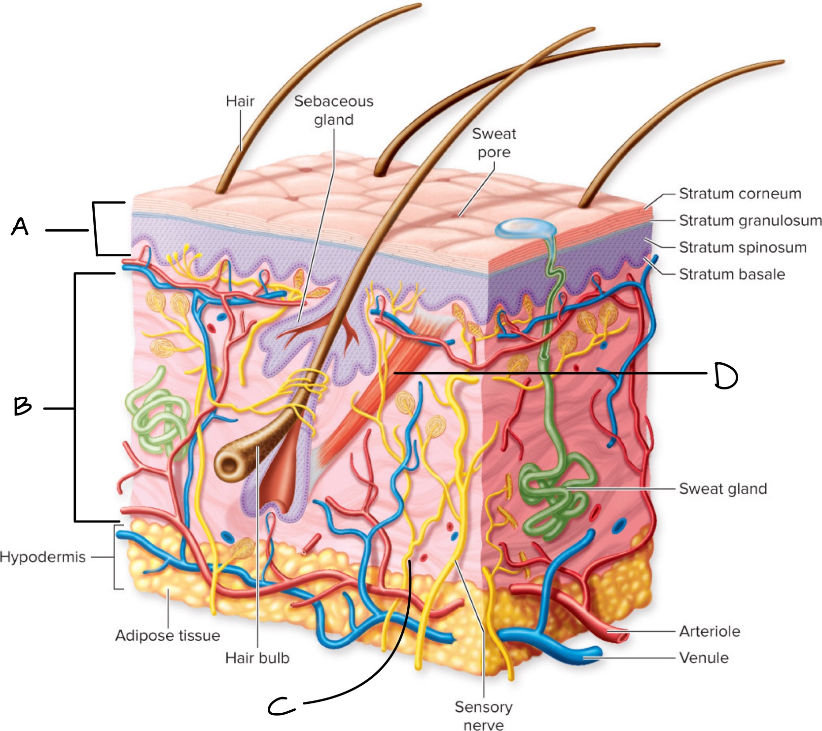 <p>Label the four primary tissue types </p>