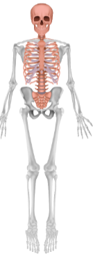 <p>Axial skeleton</p>