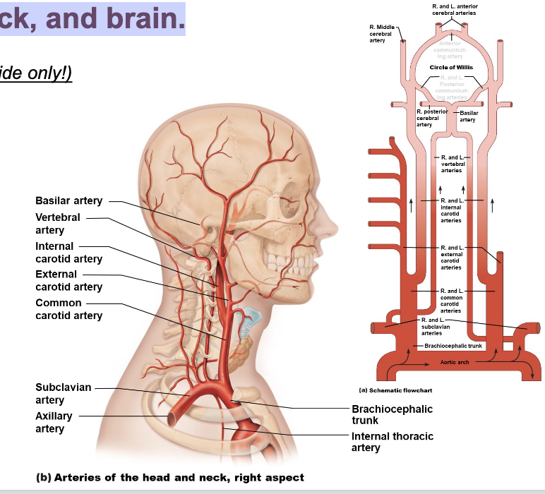 <p><span>Arteries of the head, neck, and brain</span></p>