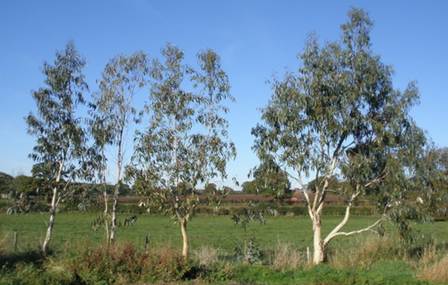 <p>A durable hardwood from eucalyptus trees.</p>