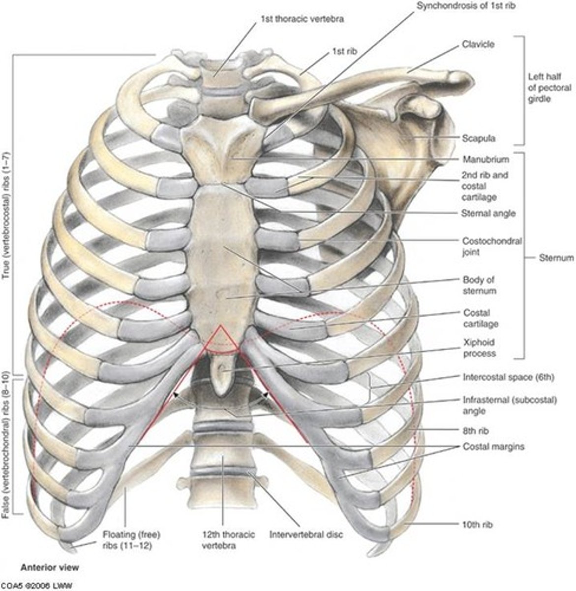 <p>-12 pairs of ribs and costal cartilages</p><p>-12 thoracic vertebrae and intervertebral discs</p><p>-sternum</p>