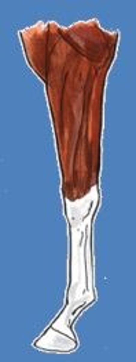 <p>white marking that extends at least to the bottom of the knee or hock, sometimes higher.</p>