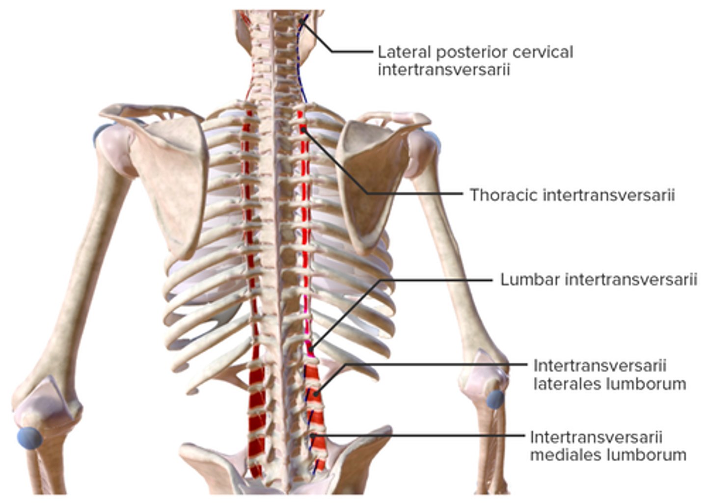 <p>• Stabilize adjoining vertebrae during movement</p>