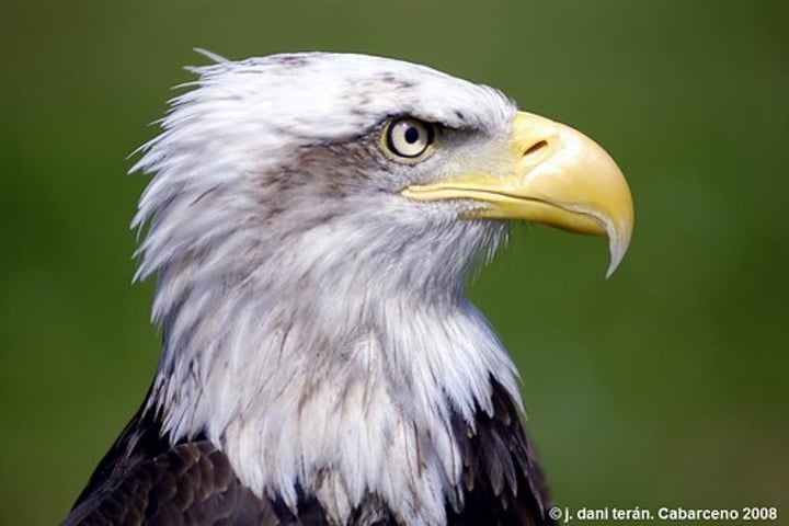 <p>El águila calva</p>