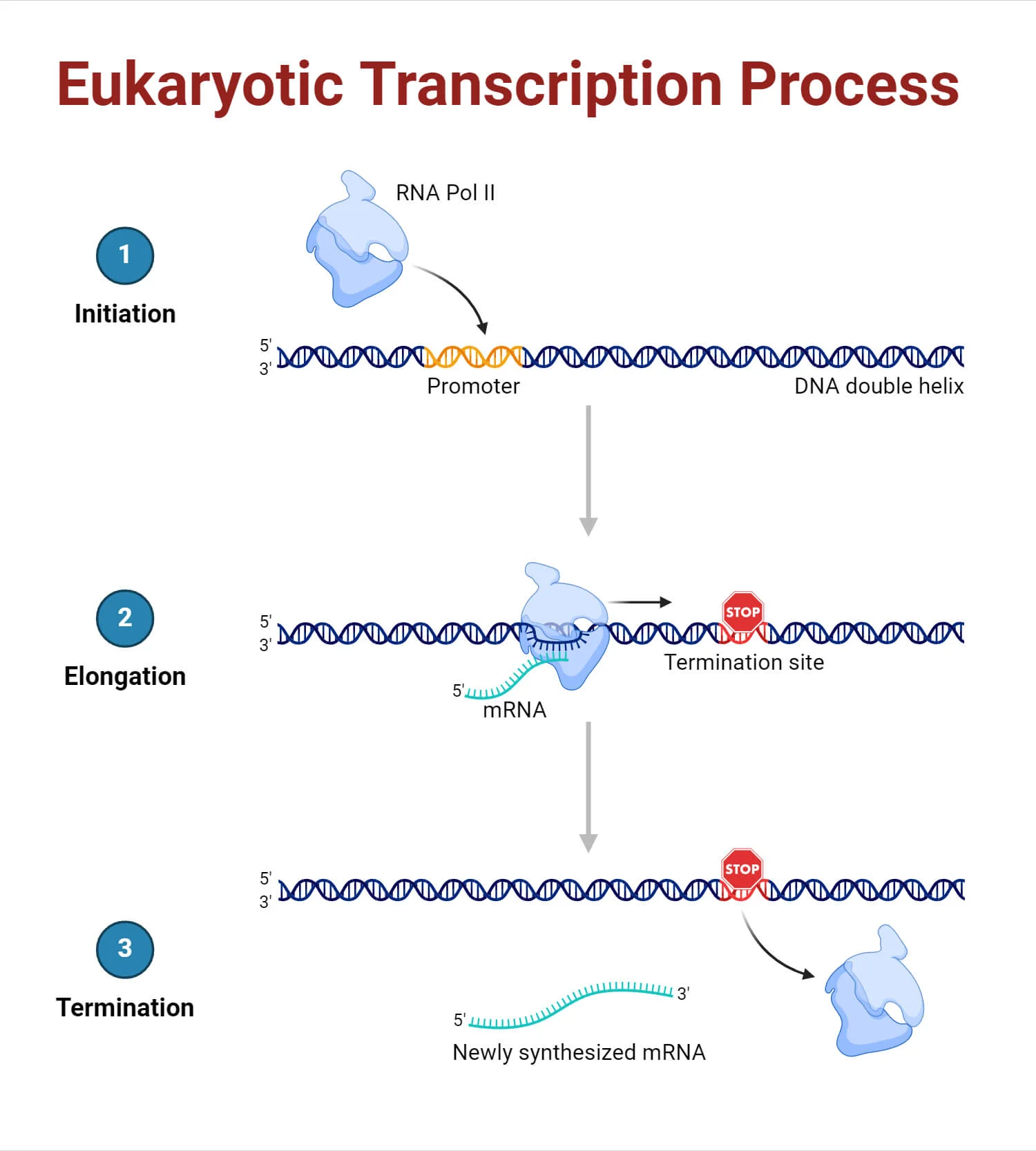 <p><span><strong>a poly(A) signal sequence in the transcribed RNA triggers cleavage and polyadenylation, followed by the release of the RNA transcript and the RNA polymerase from the DNA template</strong></span></p><ul><li><p>cleavage occurs while transcription is still taking place</p></li><li><p>polyadenylation takes place at 3’ end of cleaved mRNA</p></li><li><p>an exonuclease (Rat1) degrades RNA in 5’-3’ direction</p></li><li><p>transcription terminates when Rat1 reaches RNA pol II</p></li></ul><p></p>