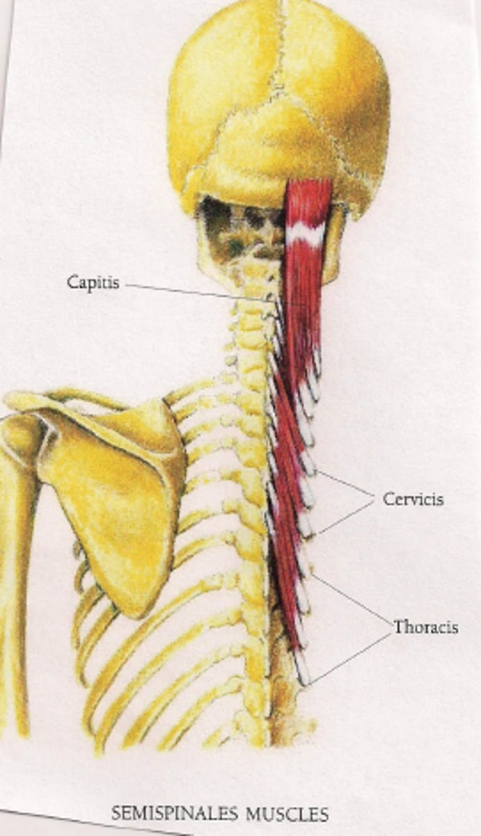 <p>what are the actions and innervations of the semispinalis muscles?</p>