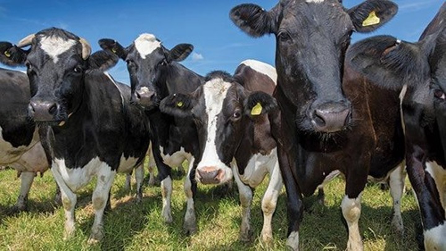 <p>Autumn block calvers receive premium prices.</p>