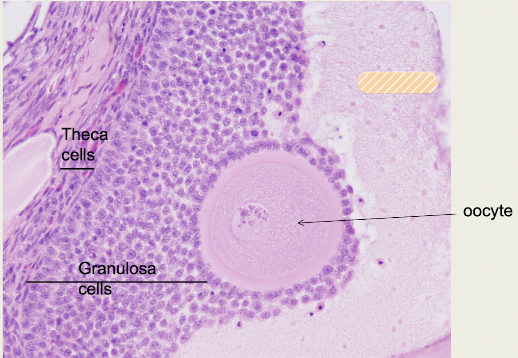 <p><span>fluid-filled space of a mature follicle</span></p>