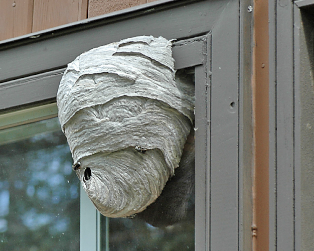 <p>built on a door</p>