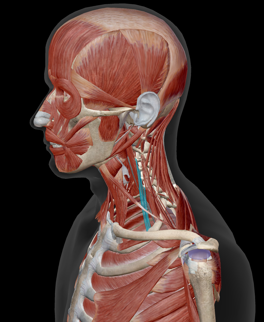 <p>Scalenes Anterior</p><p>Origin: Transverse Processes C3-C6</p><p>Insertion: First rib</p><p>Action: <strong>Together</strong>: Flex neck and Raises 1st rib during deep inhalation <strong>Singly</strong>: Laterally flex and rotate neck to the same side</p><p>Innervation: Cervical nerves</p>