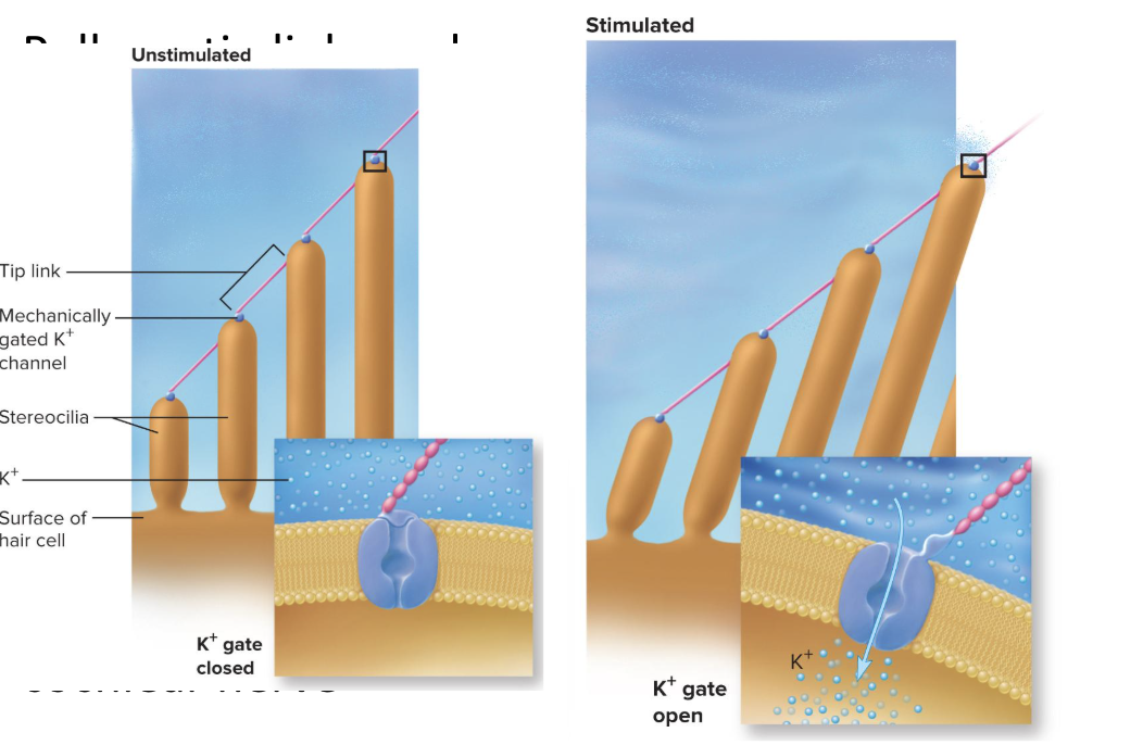 <ol><li><p>Stretchy protein filament (called a tip link) connects the ion channel of one stereocilium to the sidewall of the next</p></li><li><p>Tallest stereocilium is bent when the basilar membrane rises up toward the tectorial membrane</p></li><li><p>the bending pulls on tip links and opens ion channels</p></li><li><p>K+ flows in —depolarization causes release of a neurotransmitter</p></li><li><p>Stimulates sensory dendrites and generates action potential in the cochlear nerve</p></li></ol><p></p>