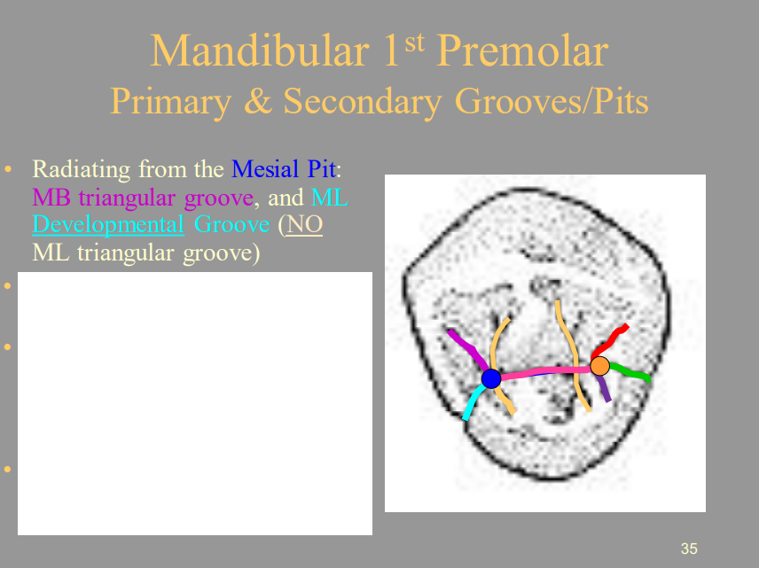 <p>A) MB Triangular Groove, ML Developmental Groove</p>