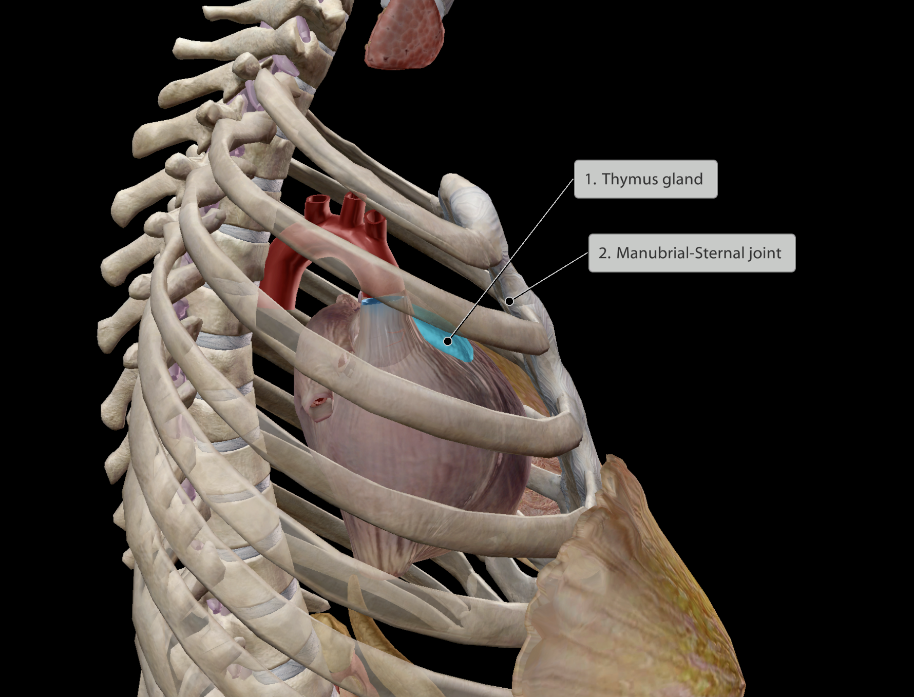 <p>Location:</p><ul><li><p>Deep to the sternum</p></li><li><p>Just posterior to the <strong><em><u>manubrial-sternal joint</u></em></strong></p></li><li><p>Superior to the heart</p></li></ul><p><em>Large in infants, shrinking to become fatty tissue as a person ages.</em></p><p></p><p><strong><em><mark data-color="yellow" style="background-color: yellow; color: inherit;"><u>Thymus</u></mark></em></strong></p><p><strong><em><u>Some main functions:</u></em></strong></p><ul><li><p>Helps regulate:</p><ul><li><p><u>Immune cell development &amp; function</u></p><ul><li><p>Hence, large as an infant when developing a strong immune system, slowly shrinking and dying off in adulthood and old age, where immune system is established</p></li></ul></li></ul></li></ul><p></p>