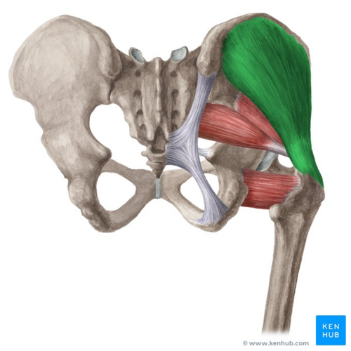 <p>Gluteus medius <strong>INSERTION</strong></p>