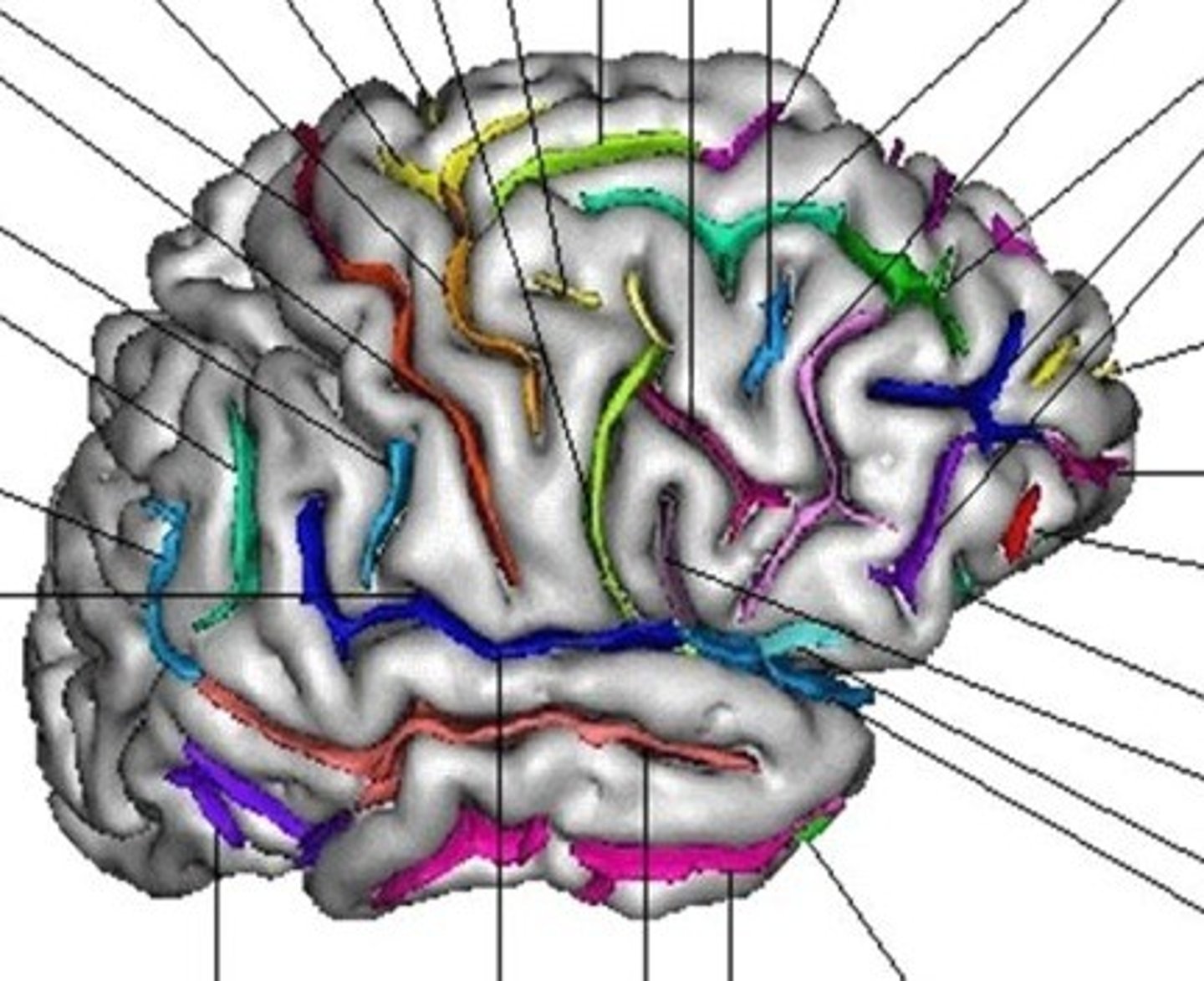 <p>"Valleys" grooves in the cerebral cortex</p>