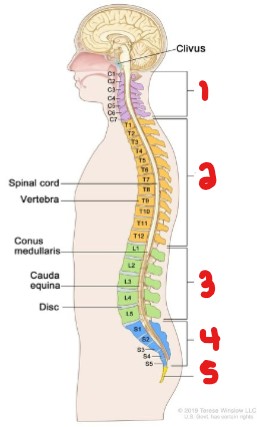 <p>Label the sections of the vertebral column. </p>