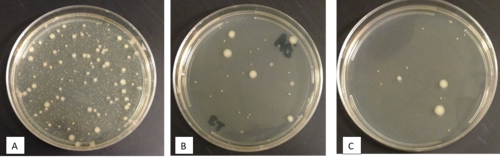 Which of the following plates for the standard plate count is countable?