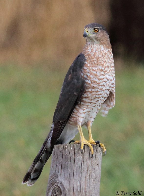 Cooper’s Hawk