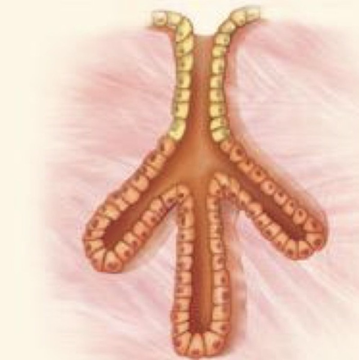 <p>What gland duct type is this?</p>