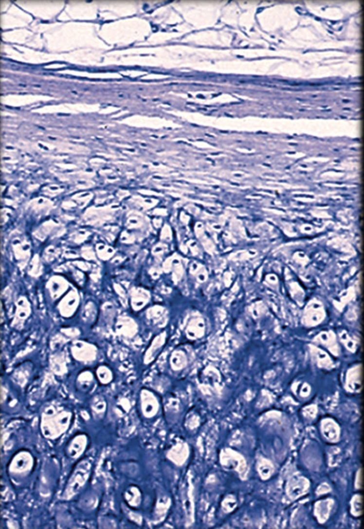 <p>Identify tissue by the image</p>