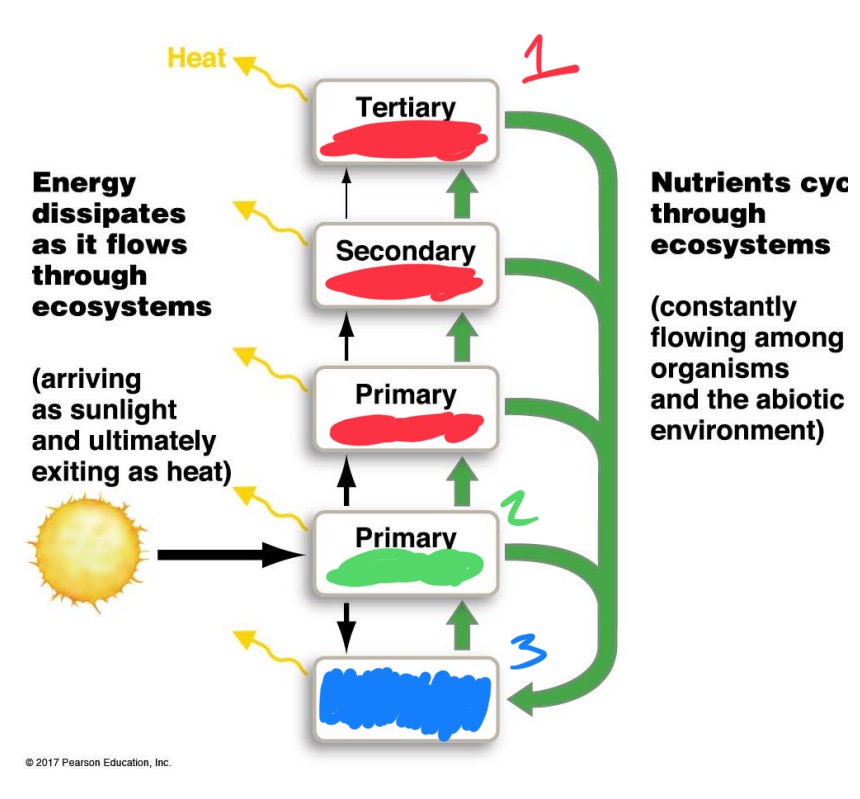 <ol><li><p>?</p></li><li><p>?</p></li><li><p>?</p></li></ol><p></p><p>Decomposers, consumer, primary producer </p><p></p>