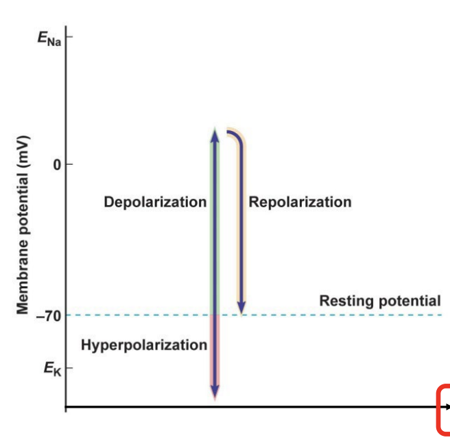 <p>depolarizing</p>
