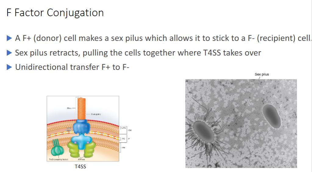 <p>-Perhaps the best-studied conjugative plasmid is the F factor. It plays a major role in conjugation in E. coli, and it was the first conjugative plasmid to be described (figure 12.15). The F factor is about 100,000 bp long and bears genes responsible for cell attachment and plasmid transfer between E. coli cells. Most of the information required for plasmid transfer is located in the tra operon, which contains at least 28 genes. Many of these direct the formation of the sex pilus that attaches the F* cell (the donor cell containing an F plasmid) to an F cell (figure 12.16). Other gene products aid DNA transfer. In addition, the F factor has several IS elements that assist plasmid integration into the host cell&apos;s chromosome. Thus the F factor is an episome that can exist outside the bacterial chromosome or be integrated into it.</p><p>-Bacterial Conjugation. (image below) An electron micrograph of two E. coli cells in an early stage of conjugation. The F* cell to the left is covered with fimbriae, and a sex pilus connects the two cells.</p>