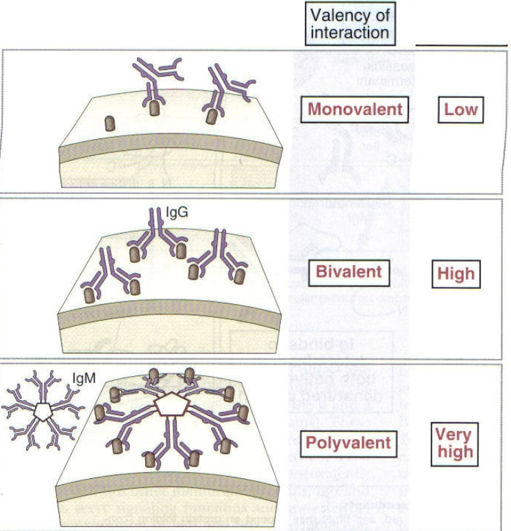 <p>the relative tendency (indicated by strength of binding) for multiple antibodies &amp; multivalent Ags to combine. the cumulative binding strength of all antibody-epitope pairs. high for IgG as it is bivalent (2 binding sites). very high for IgM as it is polyvalent (10 binding sites)</p>