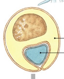<p>Which neuroglia of the PNS:</p><ul><li><p>Myelinates PNS axons</p></li><li><p>1 Schwann cell sheaths 1 segment of axon</p><ul><li><p>Many Schwann cells needed to sheath entire axon</p></li></ul></li></ul><p></p>