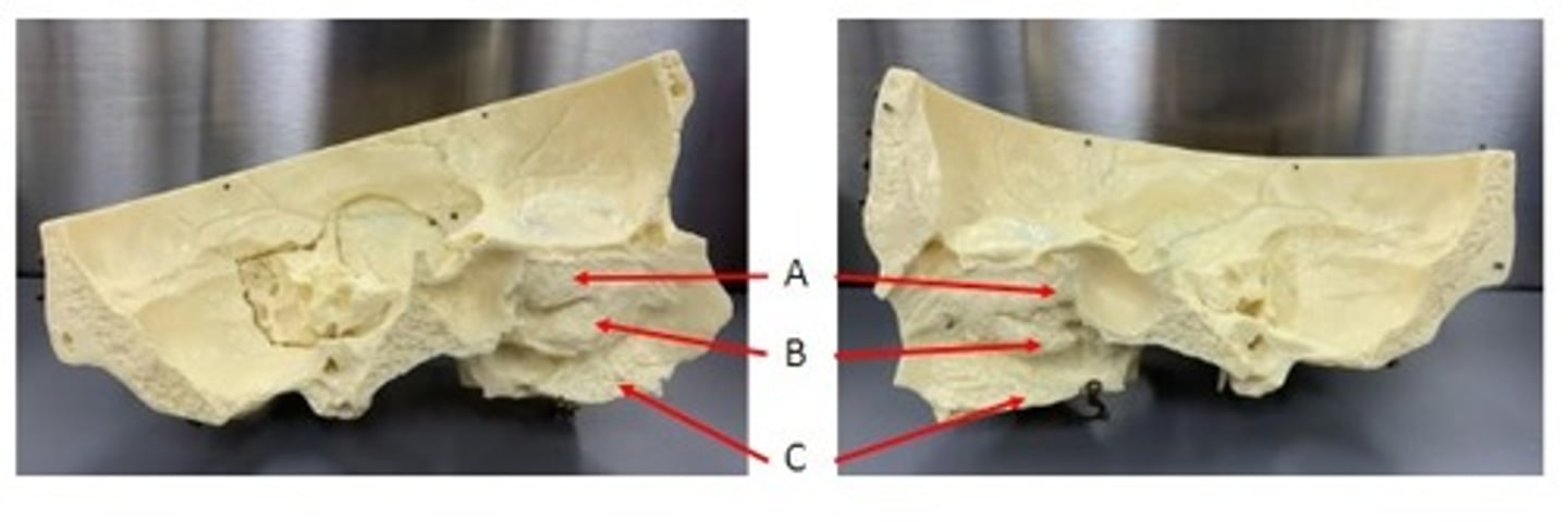 <p>Identify</p>