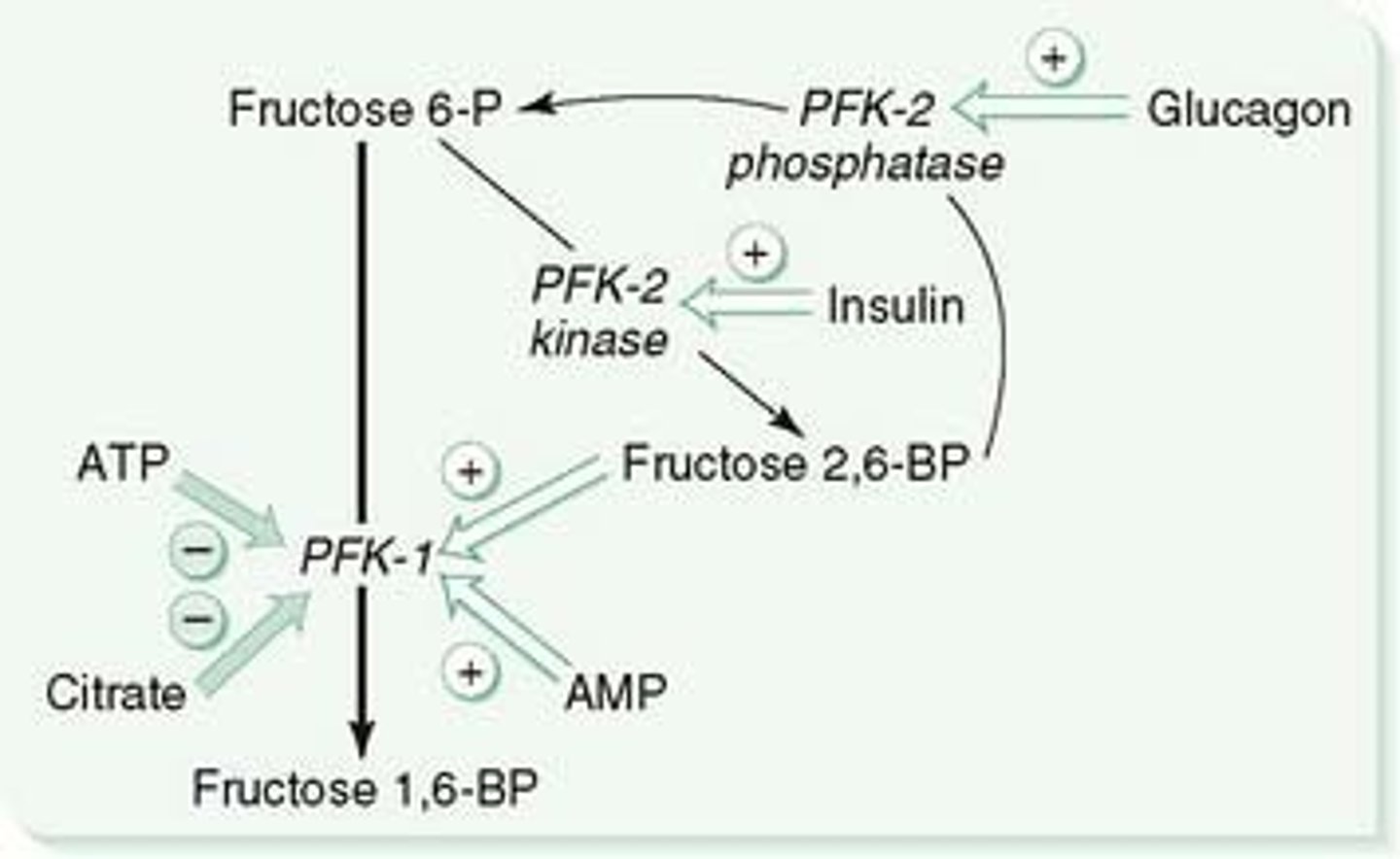 <p>(D) 1 , 2</p><p>Phosphofructokinases (PFKs) are mainly responsible for regulating Glycolysis. PFK-1 would phosphorylate Fructose-6-Phosphate to Fructose-1,6-Bisphosphate using ATP. PFK-2 would convert some Fructose-6-Phosphate to Fructose-2,6-Bisphosphate, which activates the first PFK enzyme(s) mentioned.</p>