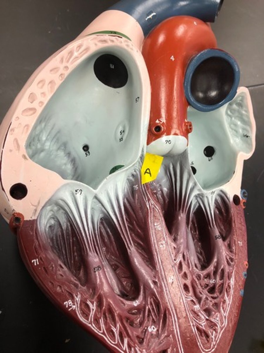 <p>fibers in the heart that relay a nerve impulse from the AV node to the ventricles</p>
