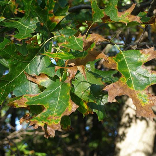 <ul><li><p>red oaks attacked</p></li><li><p>through roots or beetle feeding commonly</p></li><li><p>prune in dormancy or summer</p></li><li><p>cover with pruning paint</p></li><li><p>systemic fungicides</p></li><li><p>plowing</p></li><li><p>diversify plants</p></li><li><p>symptoms: fungal mats, diseased leaf</p></li><li><p>active FEB-MAY</p></li></ul>