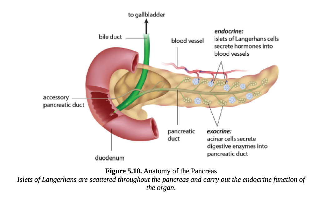 <p>pancreas</p>