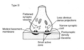 <ul><li><p><span>Symmetrical structure</span></p><ul><li><p class="MsoNormal"><span>Flattened vesicles – contain GABA/ glycine</span></p></li><li><p class="MsoNormal"><span>Less prominent active zone</span></p></li><li><p class="MsoNormal"><span>Lower postsynaptic densities</span></p></li><li><p class="MsoNormal"><span>Less prominent extracellular matrix/ base membrane</span></p></li></ul></li><li><p class="MsoNormal"><span>“Inhibitory” - associated with GABAergic and glycinergic</span></p><ul><li><p class="MsoNormal"><span>Dependent on area of the NS</span></p></li><li><p class="MsoNormal"><span>synapse markers (antibodies to GABA)</span></p></li></ul></li></ul><p></p>