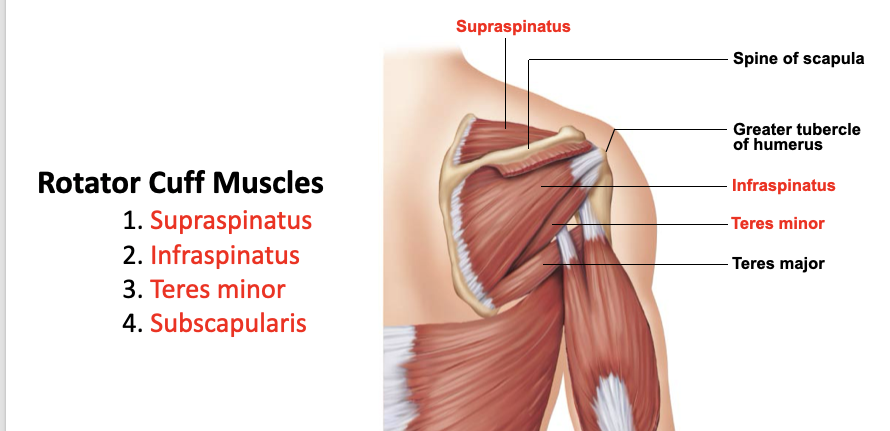 <p>A: rotation of the humerus and aids in stability</p><p>O: infraspinous fossa of the scapula</p><p>I: greater tubercle of the humerus</p>