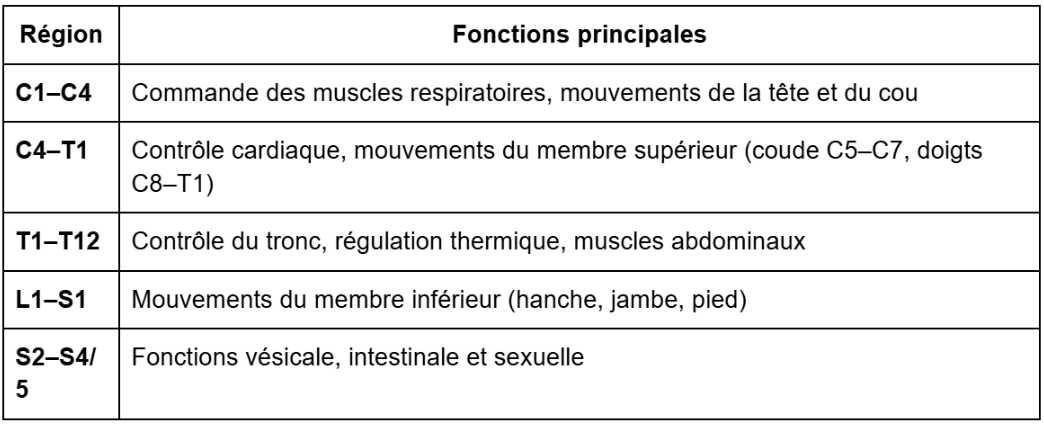 <p><span style="background-color: transparent;"><strong><span>Les niveaux de contrôle de la motricité</span></strong></span></p><p><span style="background-color: transparent;"><strong><span>1. La moelle épinière</span></strong></span></p><p><span style="background-color: transparent;"><strong><span>b) Fonctions principales</span></strong></span></p><p><span style="background-color: transparent;"><span>Les </span><strong><span>plexus cervical et brachial</span></strong><span> sont particulièrement importants sur le plan clinique, car les lésions à ces niveaux peuvent avoir de lourdes conséquences fonctionnelles.</span></span></p>
