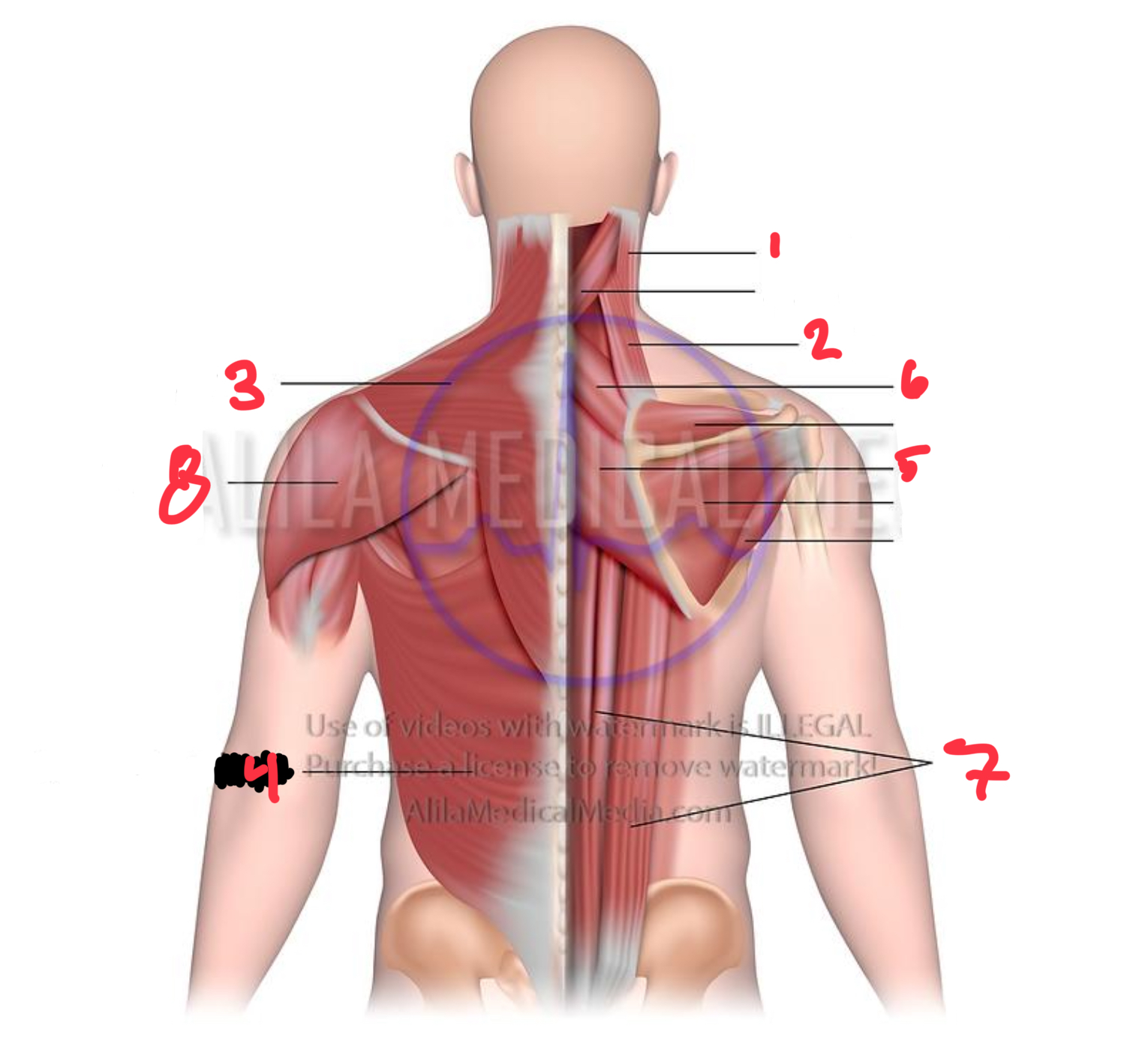 <p>what is #2</p>